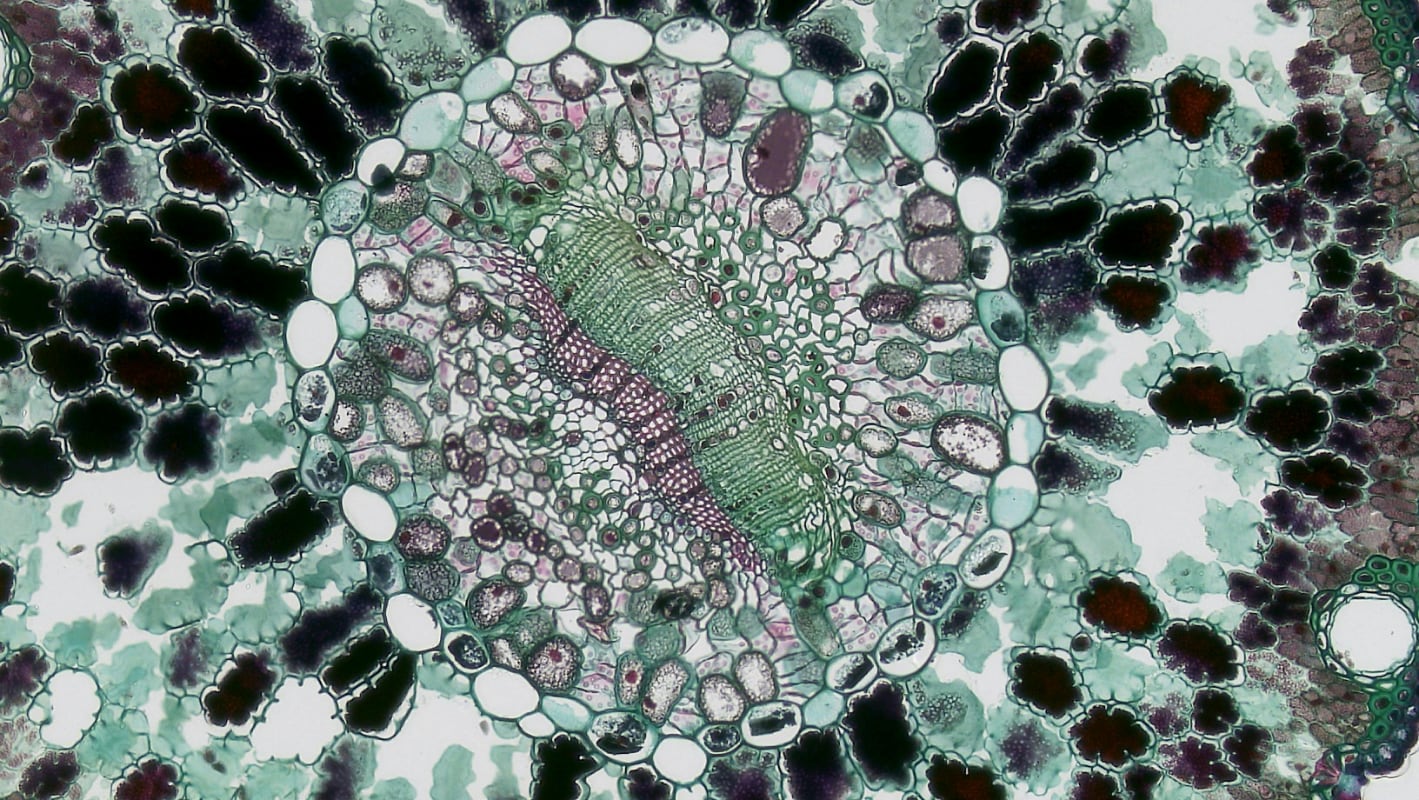 Illustration présentant une cellule